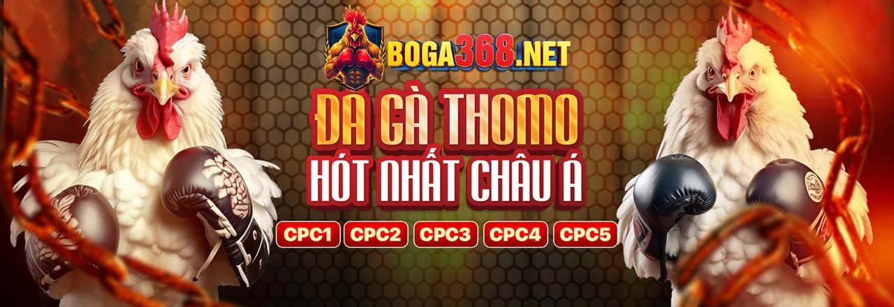 Sân đấu đá gà Thomo trực tiếp sôi động